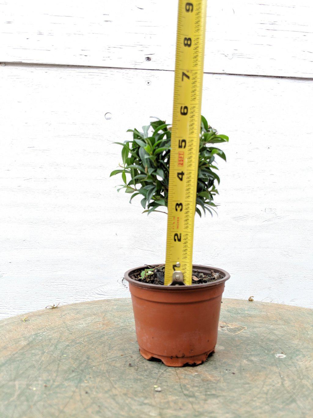 Flowering Brush Cherry Pre Bonsai Tree