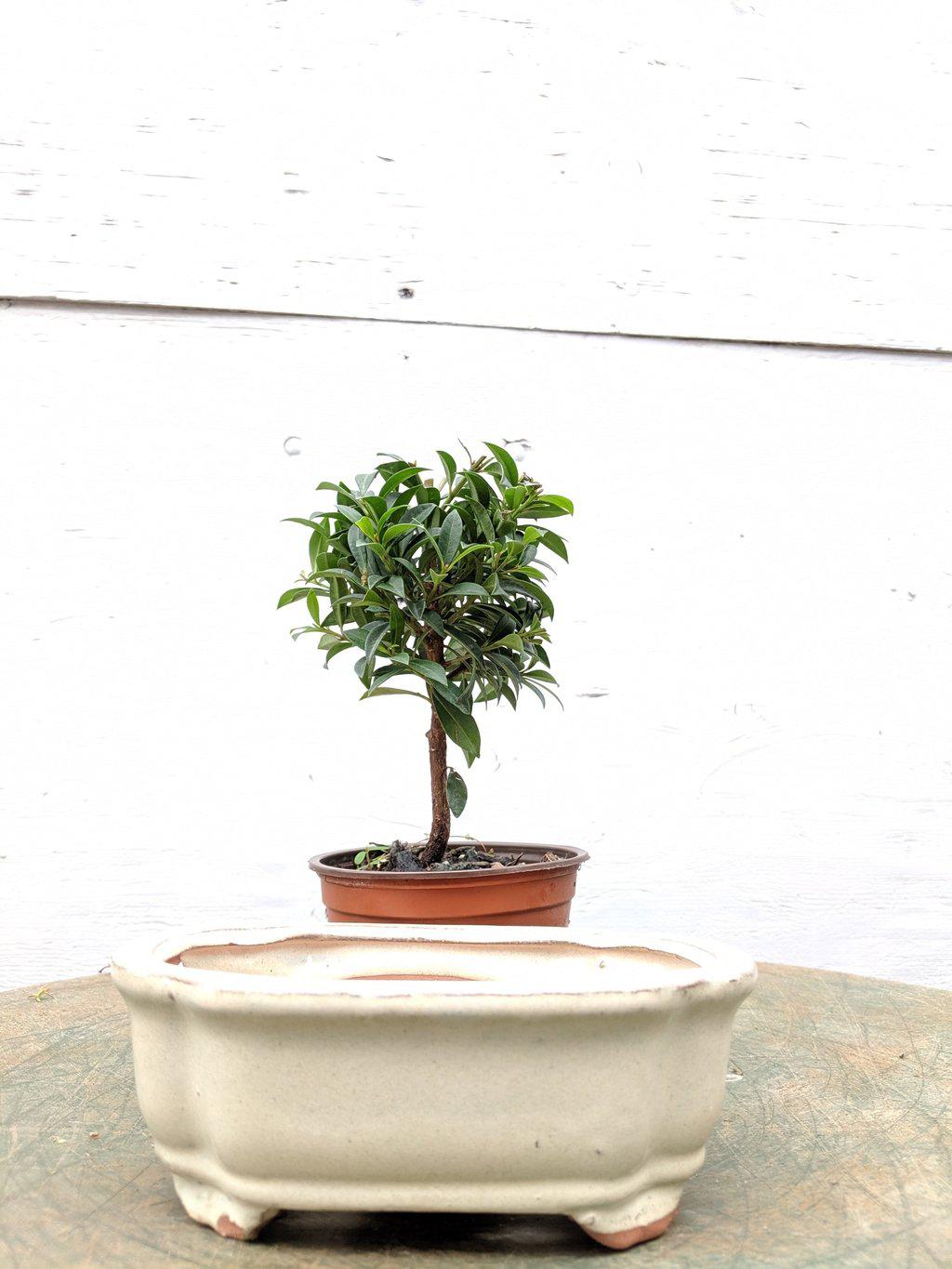 Flowering Brush Cherry Pre Bonsai Tree