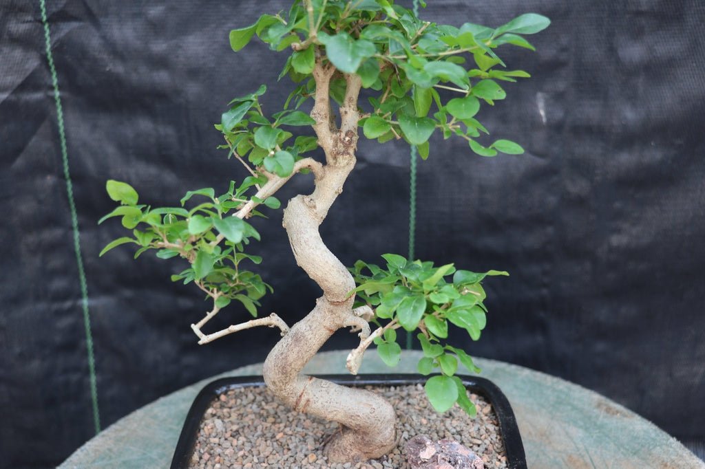 Flowering Ligustrum Bonsai Tree - Curved Trunk Style