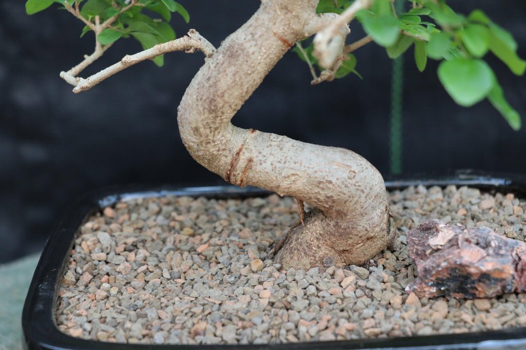 Flowering Ligustrum Bonsai Tree - Curved Trunk Style