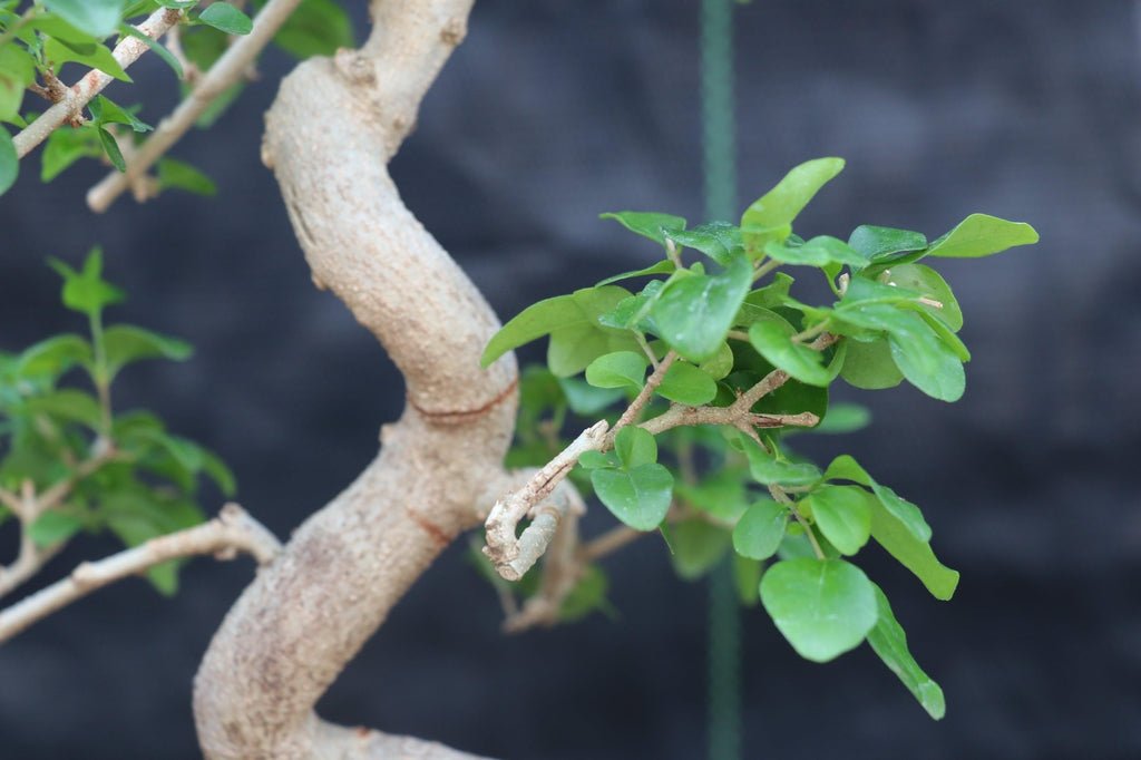 Flowering Ligustrum Bonsai Tree - Curved Trunk Style