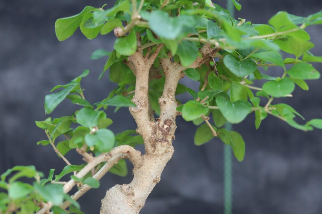 Flowering Ligustrum Bonsai Tree - Curved Trunk Style