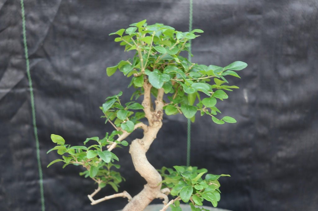 Flowering Ligustrum Bonsai Tree - Curved Trunk Style