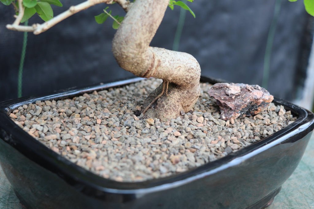 Flowering Ligustrum Bonsai Tree - Curved Trunk Style