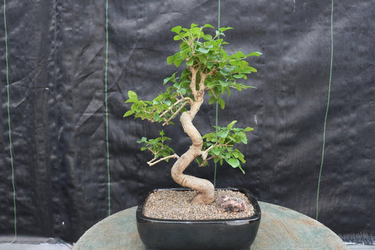 Flowering Ligustrum Bonsai Tree - Curved Trunk Style