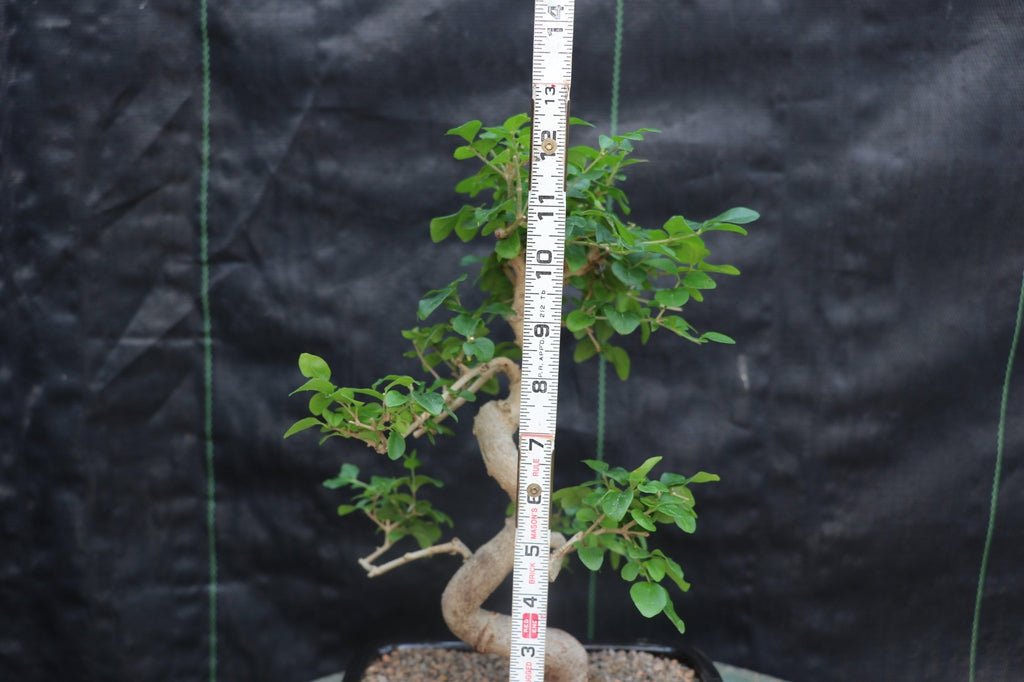 Flowering Ligustrum Bonsai Tree - Curved Trunk Style