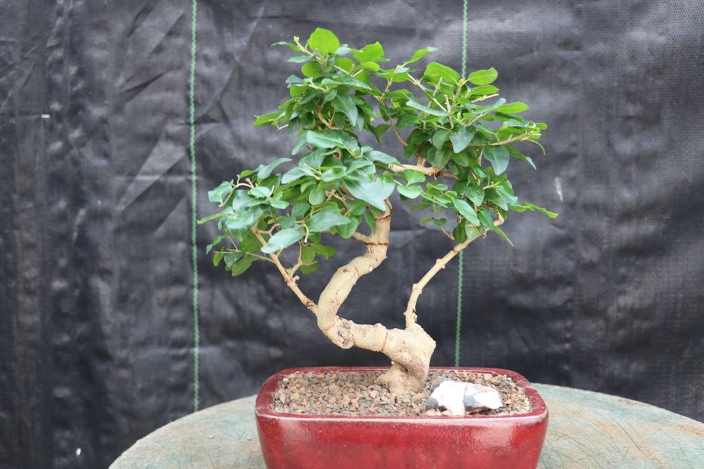 Flowering Ligustrum Bonsai Tree - Curved Trunk Style (Small)