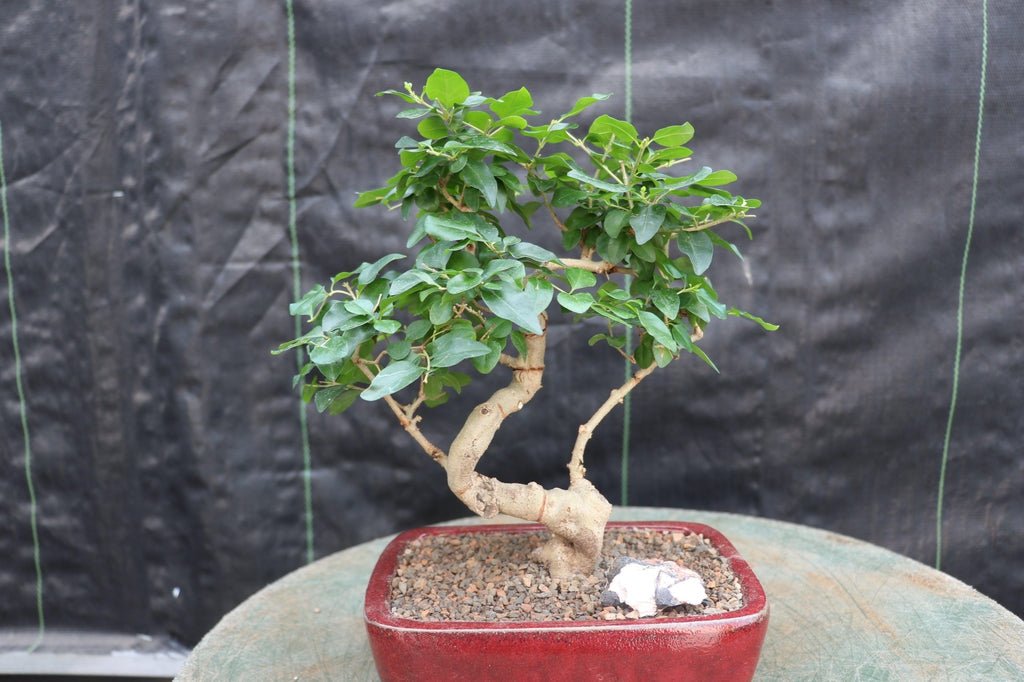 Flowering Ligustrum Bonsai Tree - Curved Trunk Style (Small)