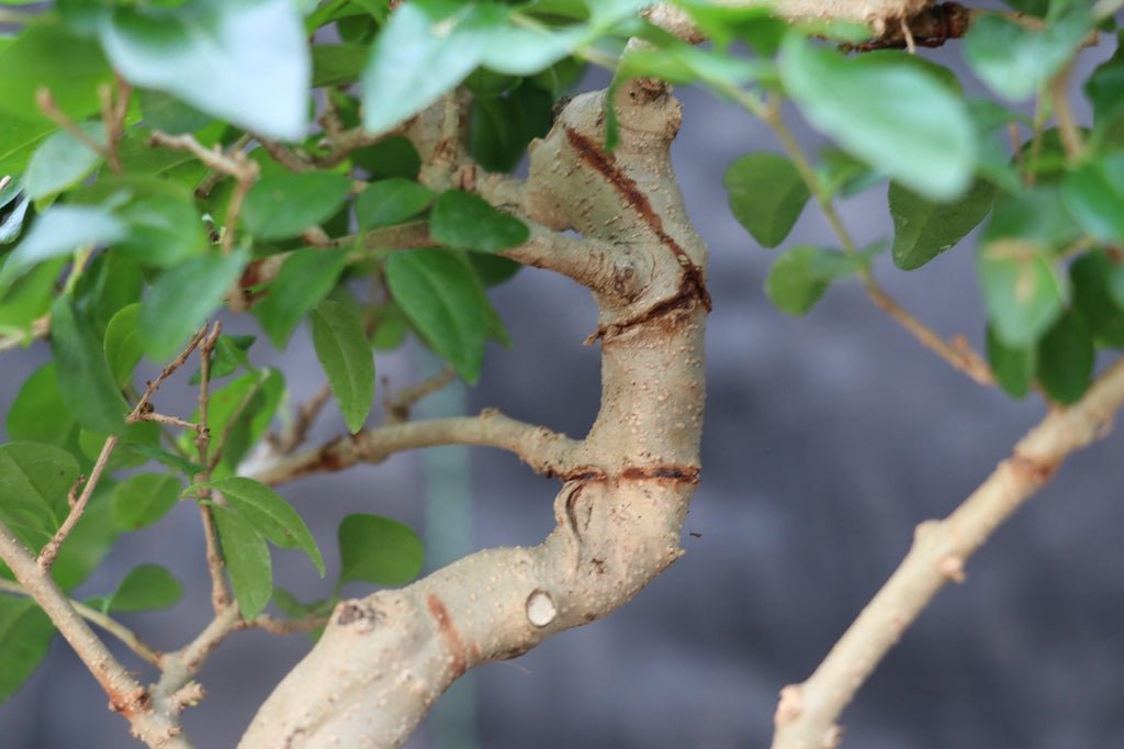 Flowering Ligustrum Bonsai Tree - Curved Trunk Style (Small)