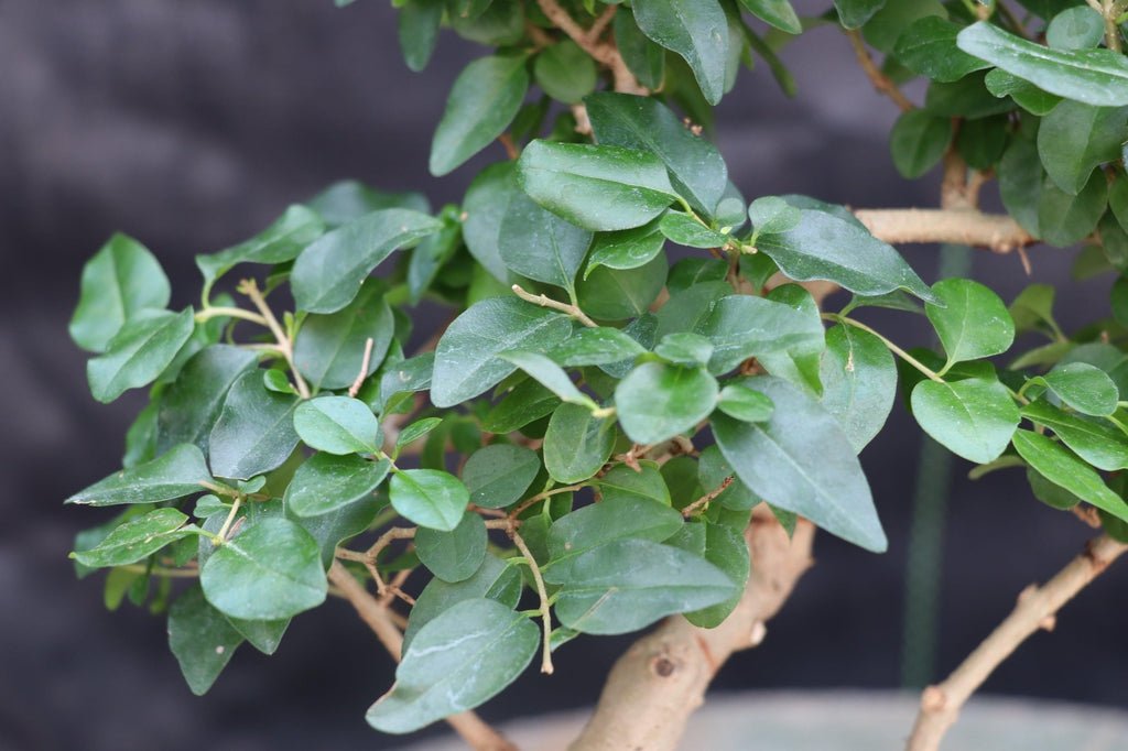 Flowering Ligustrum Bonsai Tree - Curved Trunk Style (Small)