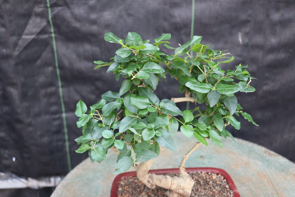 Flowering Ligustrum Bonsai Tree - Curved Trunk Style (Small)