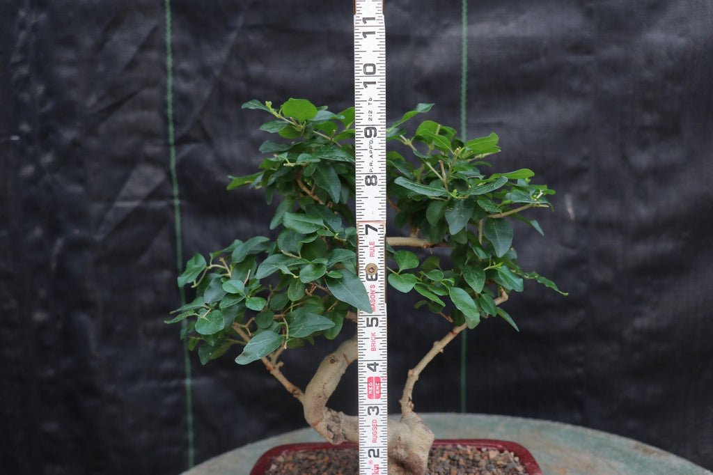 Flowering Ligustrum Bonsai Tree - Curved Trunk Style (Small)