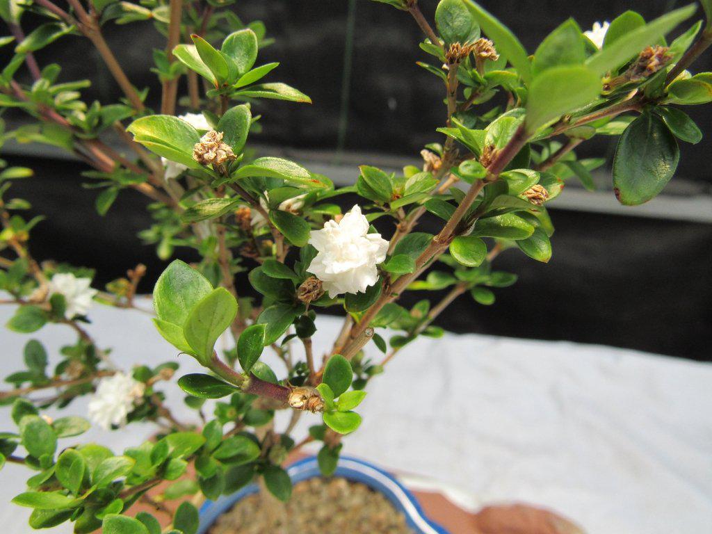 Flowering Serissa Snow Rose Bonsai Tree