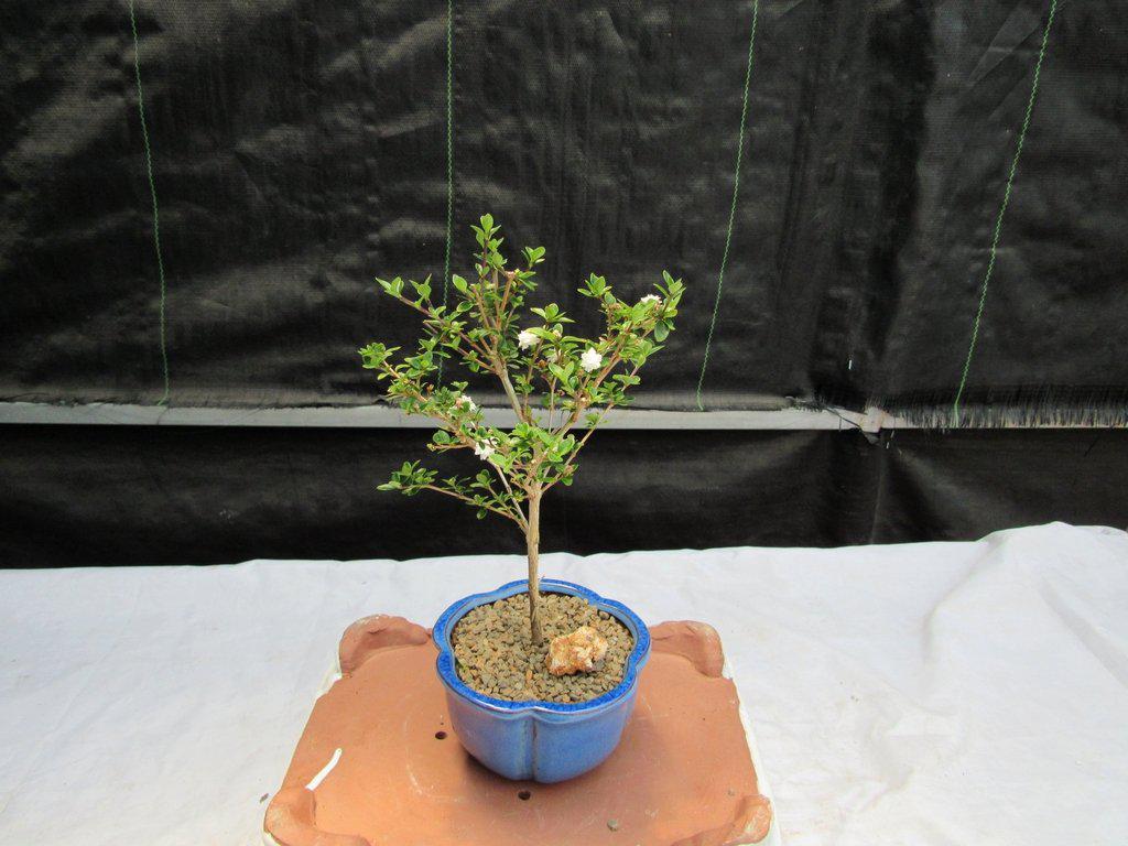 Flowering Serissa Snow Rose Bonsai Tree