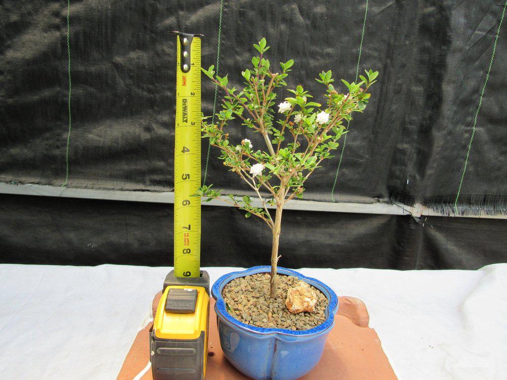 Flowering Serissa Snow Rose Bonsai Tree