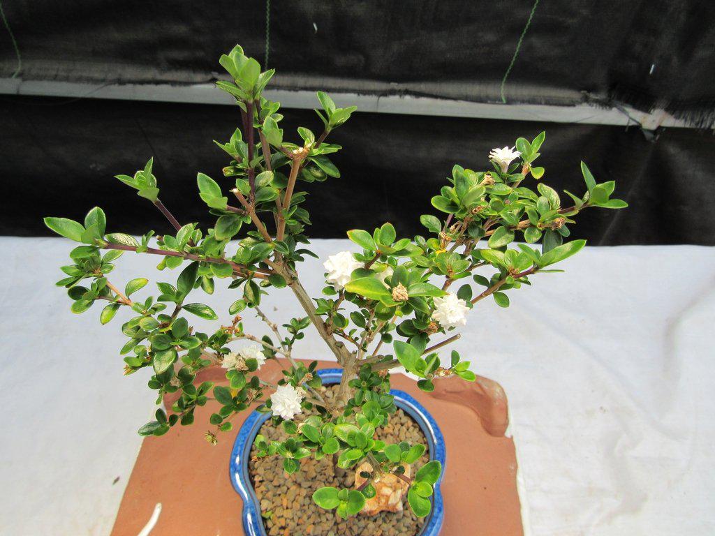 Flowering Serissa Snow Rose Bonsai Tree