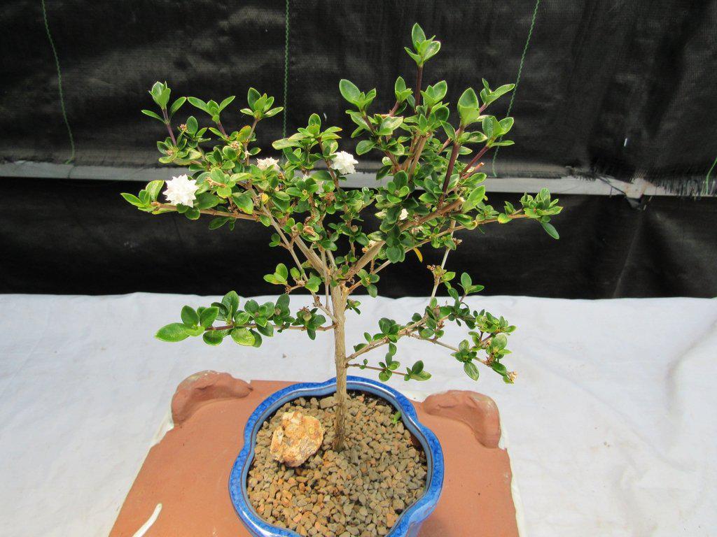 Flowering Serissa Snow Rose Bonsai Tree