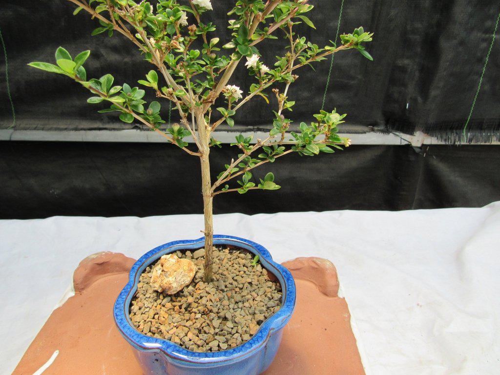 Flowering Serissa Snow Rose Bonsai Tree