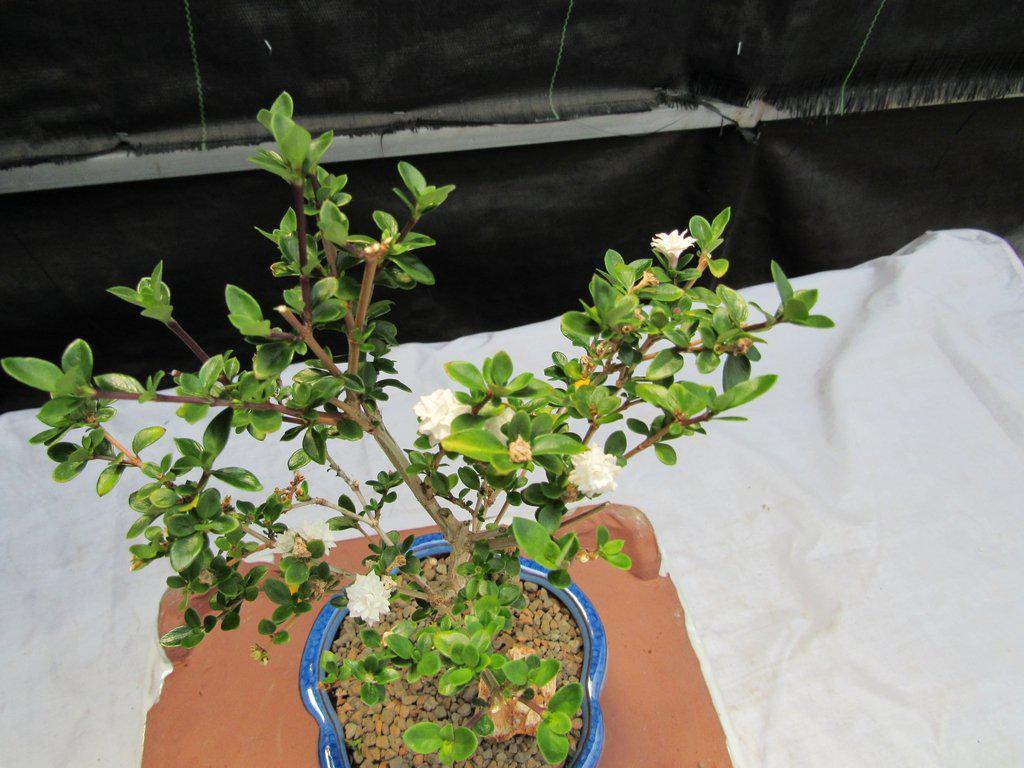 Flowering Serissa Snow Rose Bonsai Tree