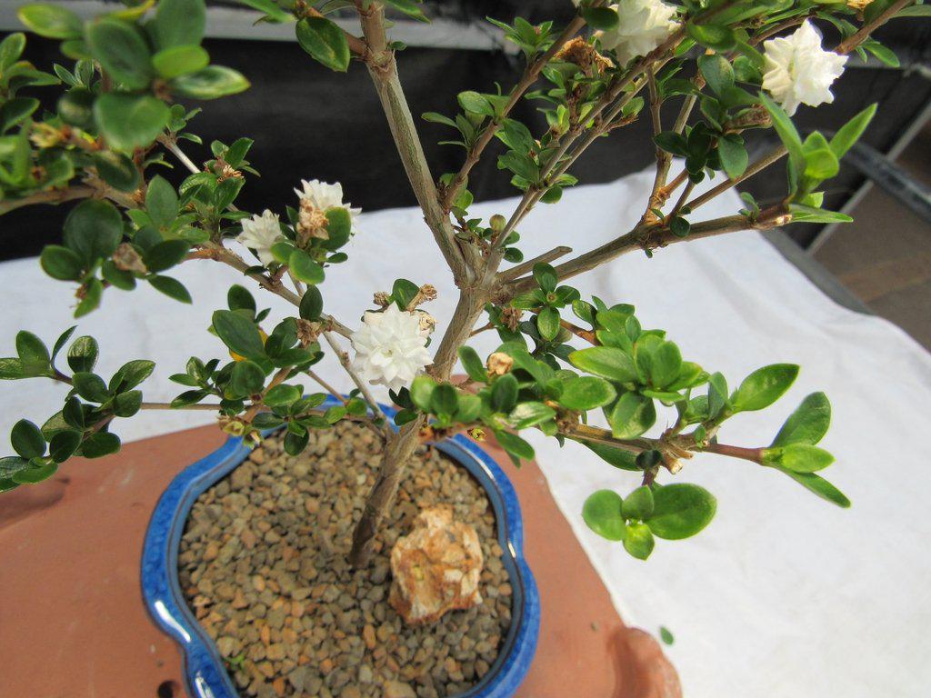 Flowering Serissa Snow Rose Bonsai Tree