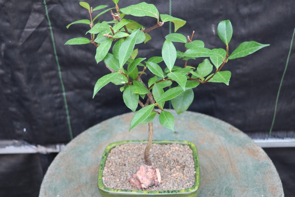 Flowering White Jasmine Bonsai Tree