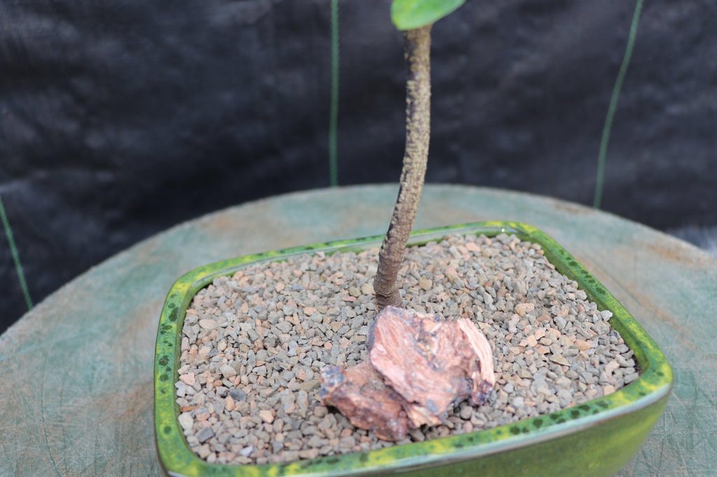 Flowering White Jasmine Bonsai Tree