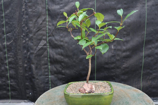 Flowering White Jasmine Bonsai Tree