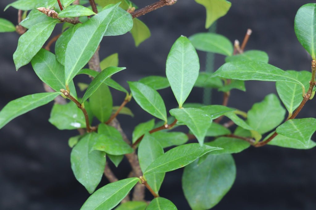 Flowering White Jasmine Bonsai Tree