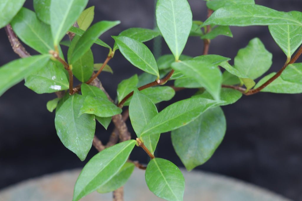 Flowering White Jasmine Bonsai Tree