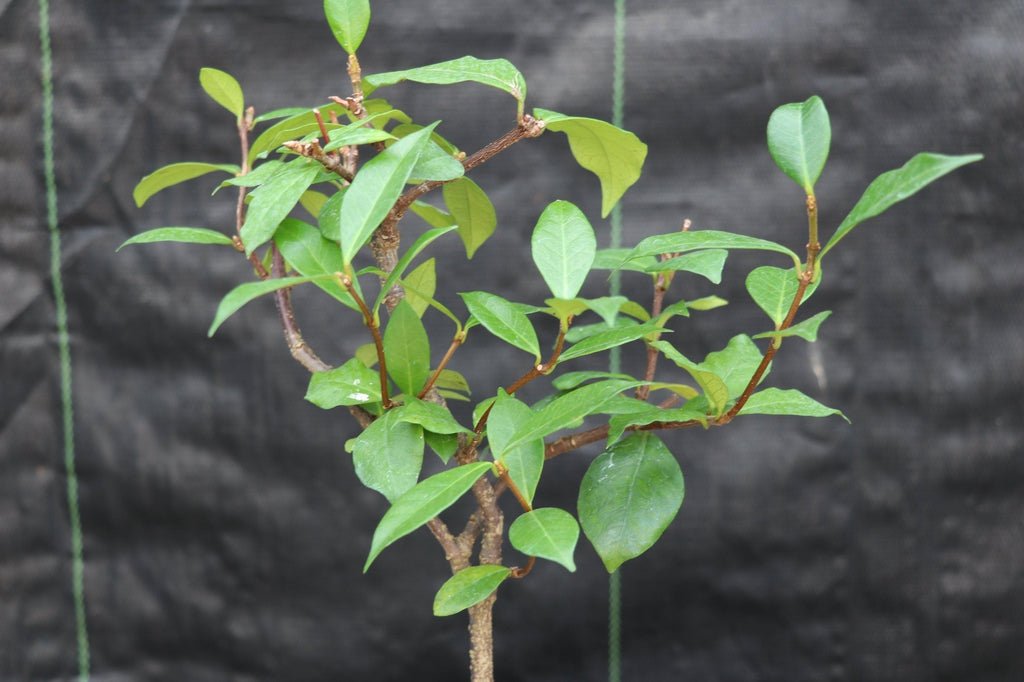 Flowering White Jasmine Bonsai Tree