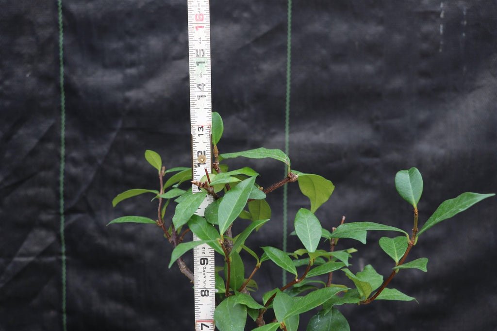 Flowering White Jasmine Bonsai Tree