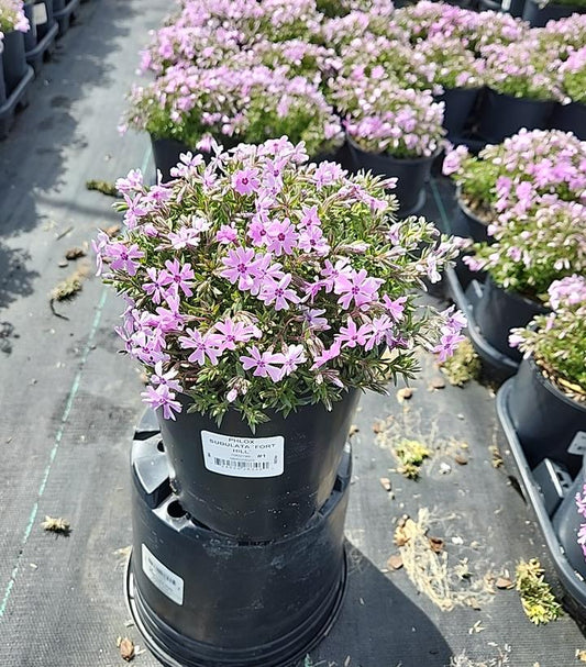 Fort Hill Moss Phlox