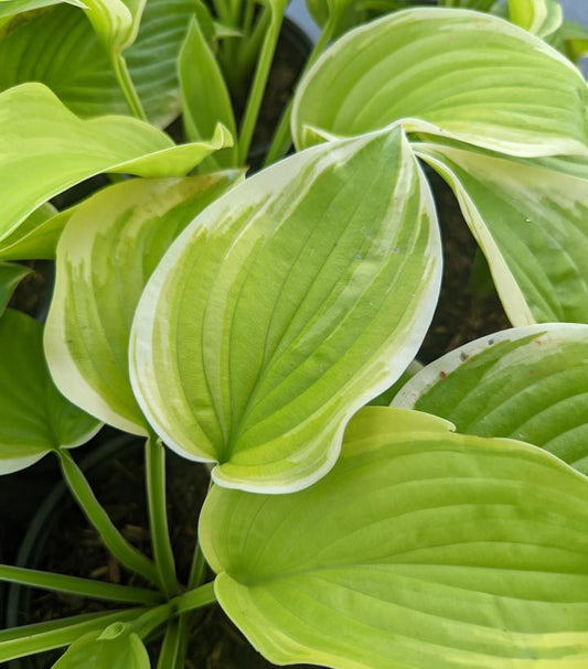 Fragrant Bouquet Hosta