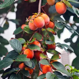 Persimmon Tree 'Fuyu'