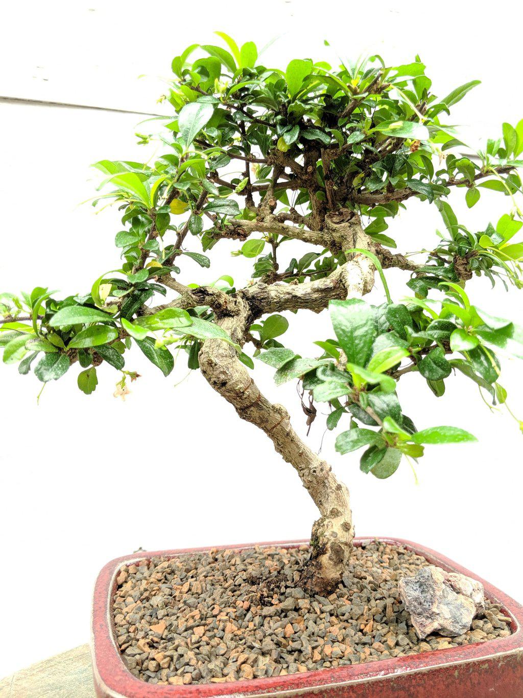 Fukien Tea Bonsai Tree - Curved Trunk Style