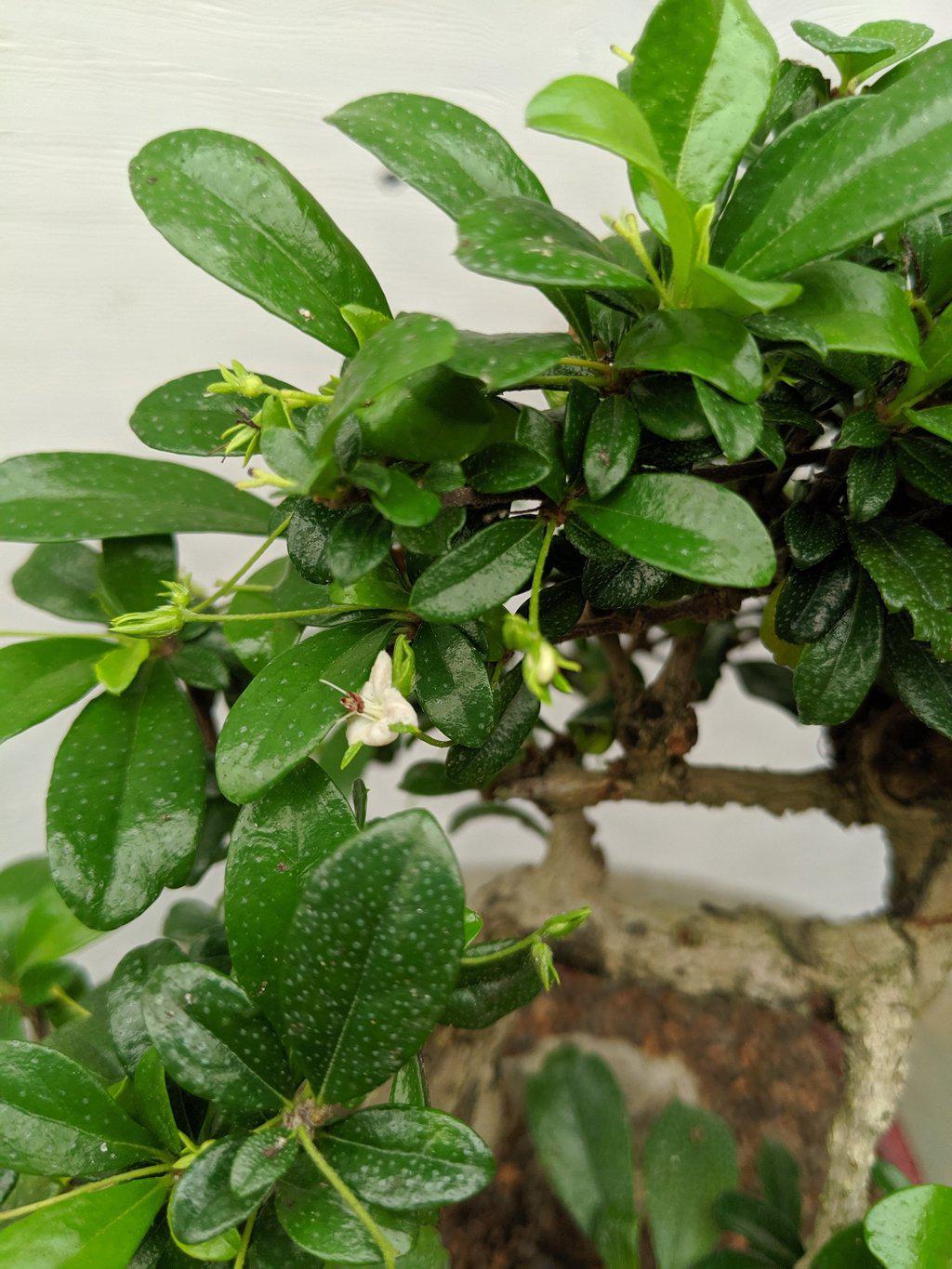 Fukien Tea Bonsai Tree - Curved Trunk Style