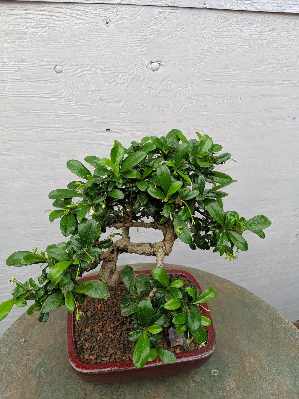 Fukien Tea Bonsai Tree - Curved Trunk Style