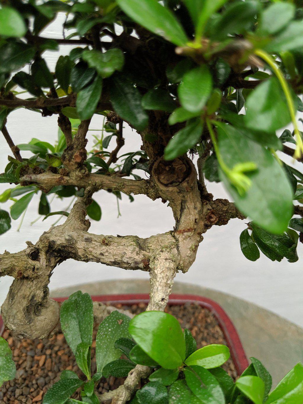 Fukien Tea Bonsai Tree - Curved Trunk Style