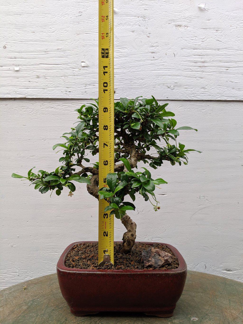 Fukien Tea Bonsai Tree - Curved Trunk Style