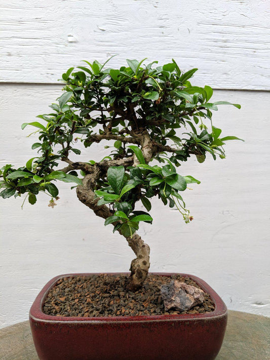 Fukien Tea Bonsai Tree - Curved Trunk Style