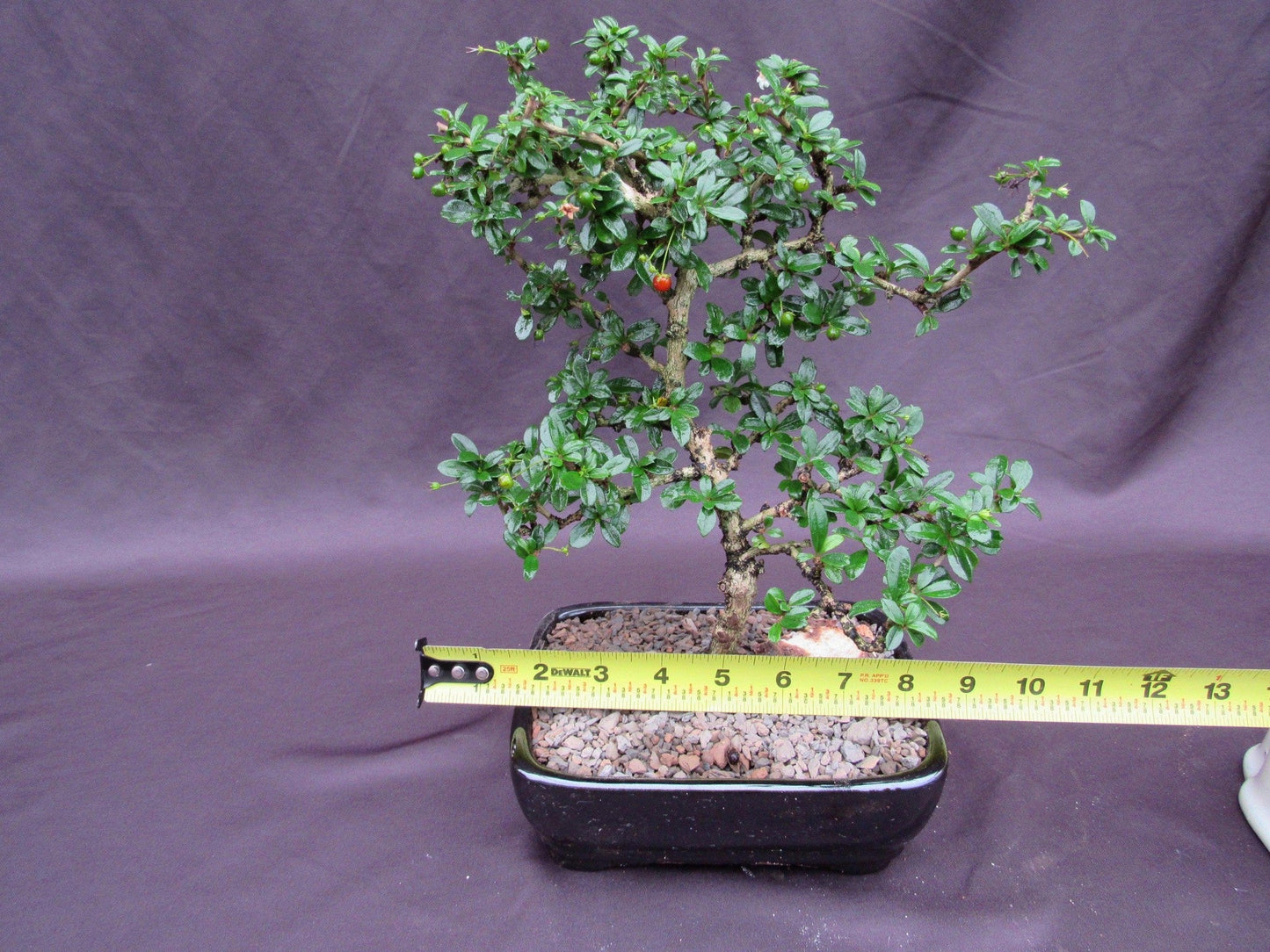 Fukien Tea Bonsai Tree - Formal Upright Style