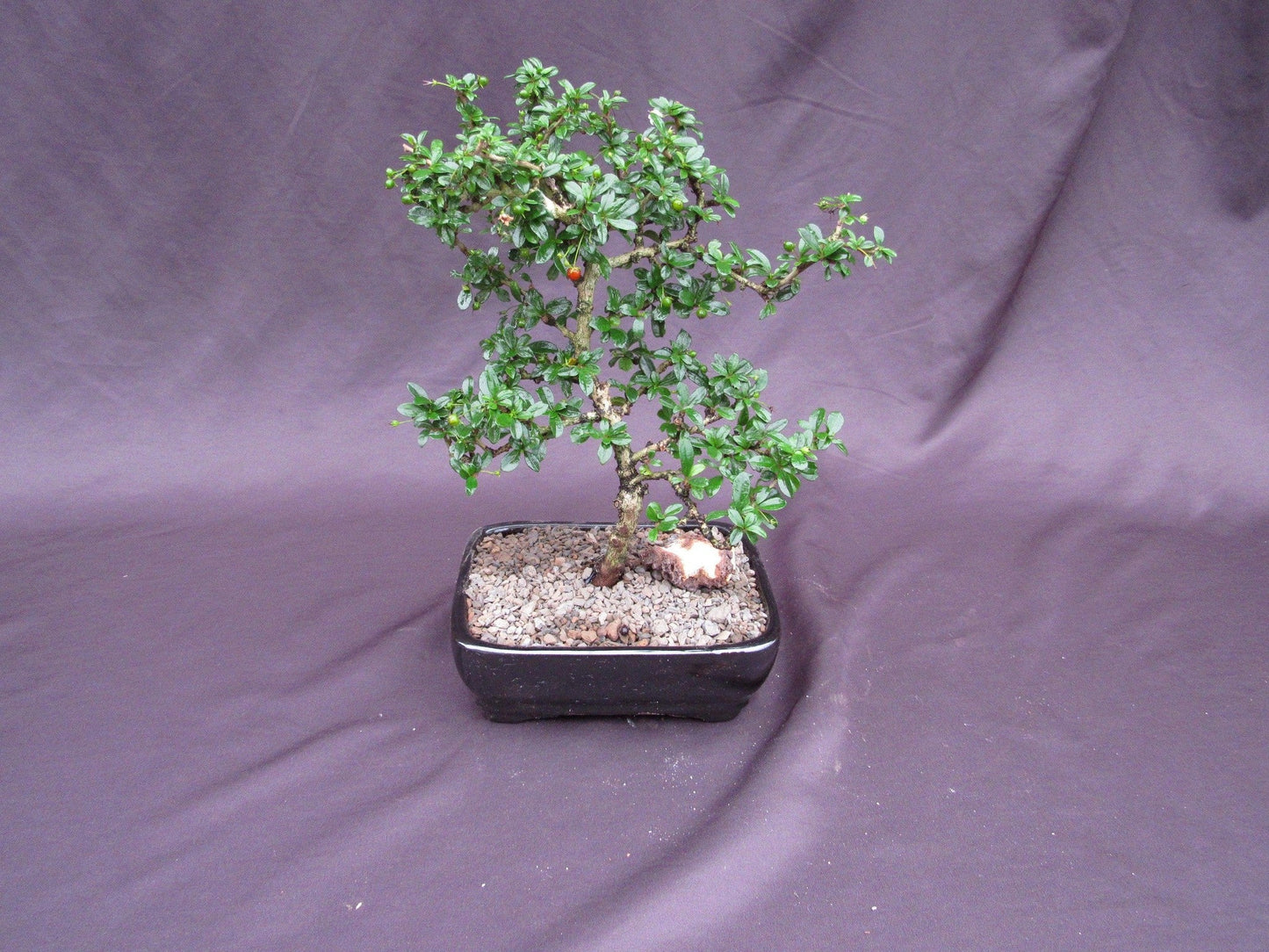 Fukien Tea Bonsai Tree - Formal Upright Style