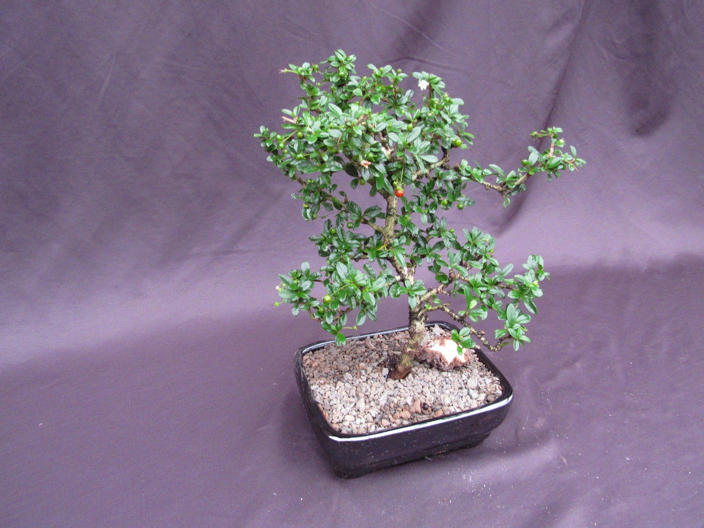 Fukien Tea Bonsai Tree - Formal Upright Style