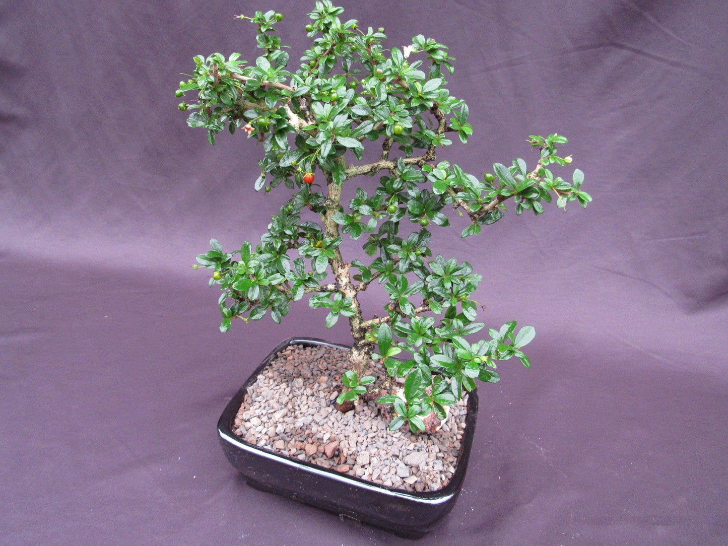 Fukien Tea Bonsai Tree - Formal Upright Style