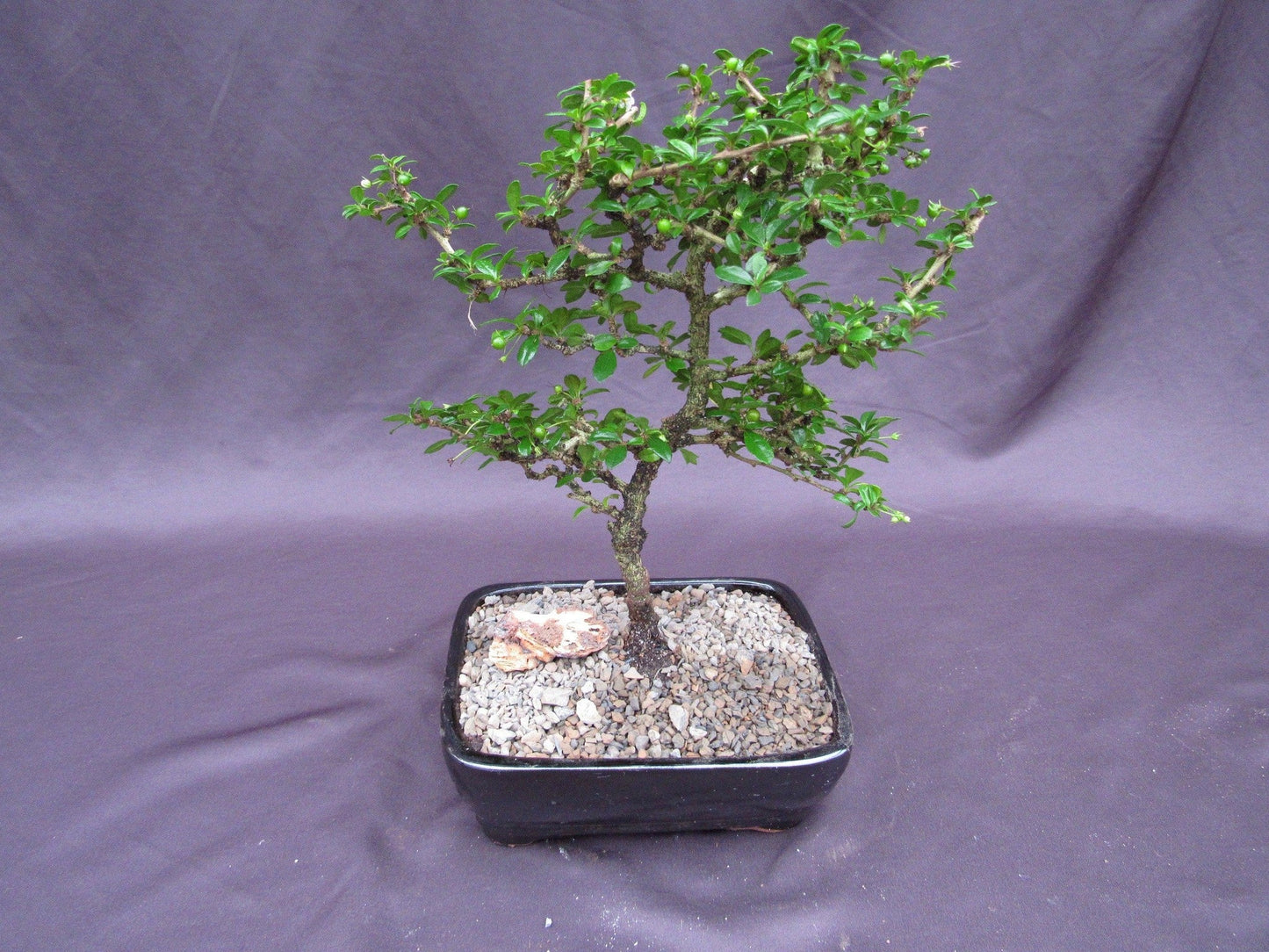 Fukien Tea Bonsai Tree - Formal Upright Style