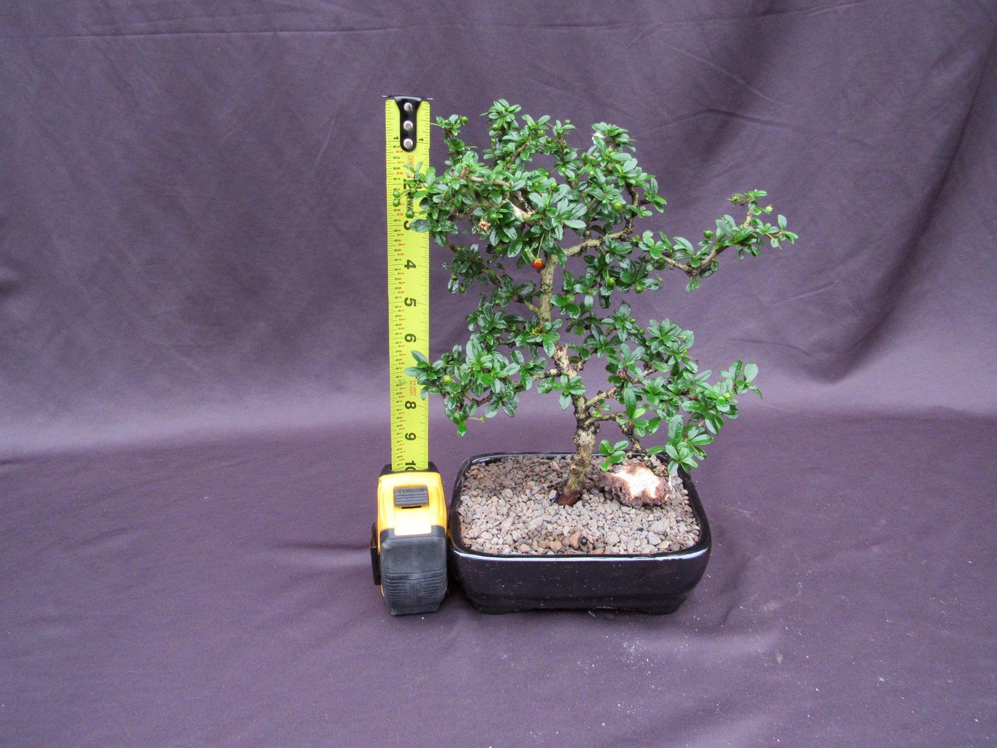 Fukien Tea Bonsai Tree - Formal Upright Style