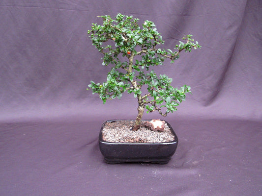 Fukien Tea Bonsai Tree - Formal Upright Style