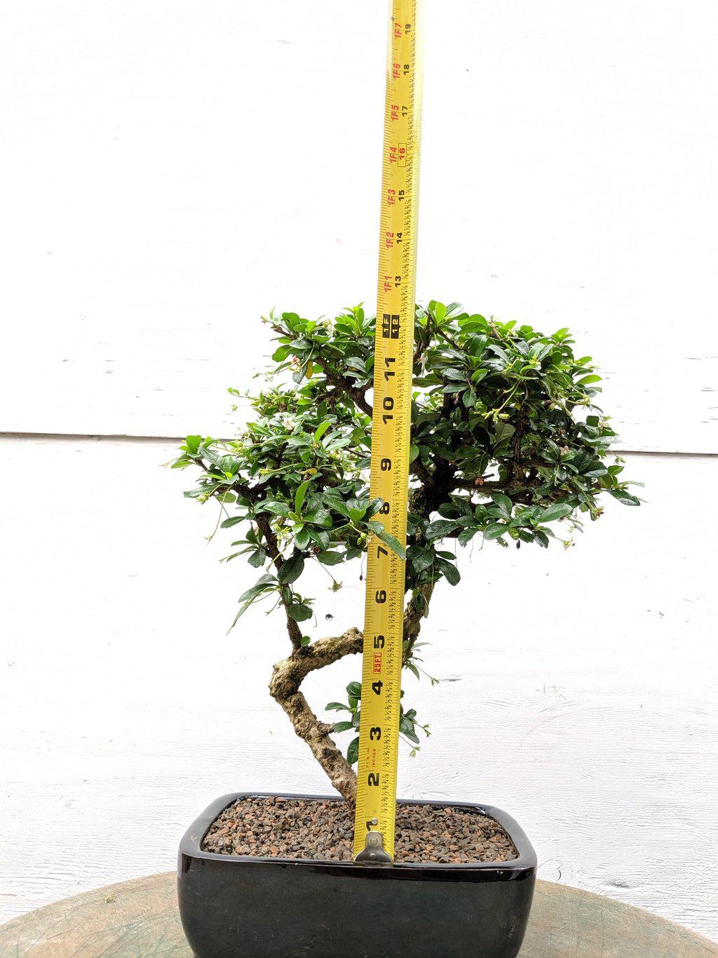 Fukien Tea Bonsai Tree - Large Curved Trunk Style