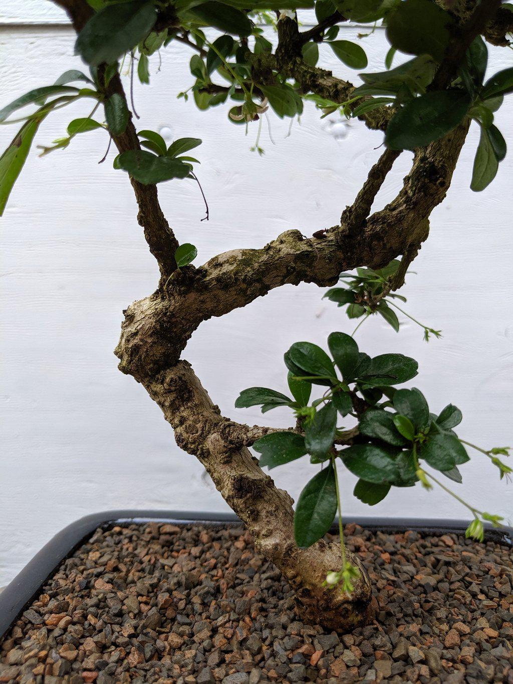 Fukien Tea Bonsai Tree - Large Curved Trunk Style