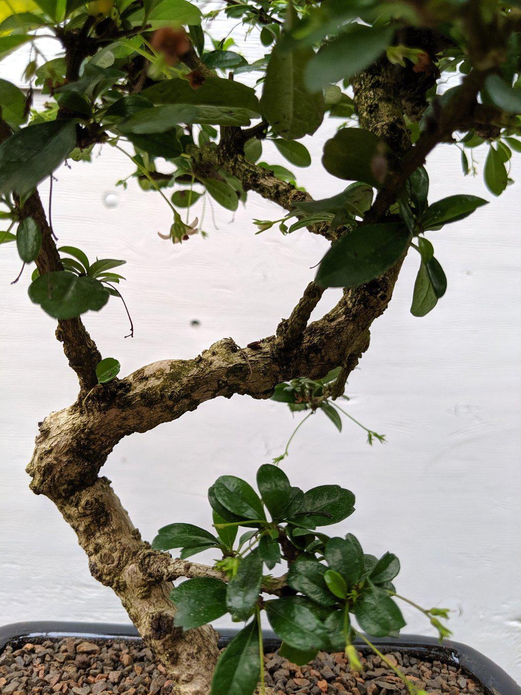 Fukien Tea Bonsai Tree - Large Curved Trunk Style